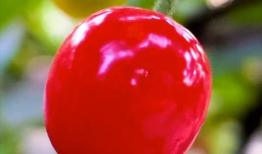 樱桃小视频樱桃短视频,捕捉生活中的甜蜜瞬间